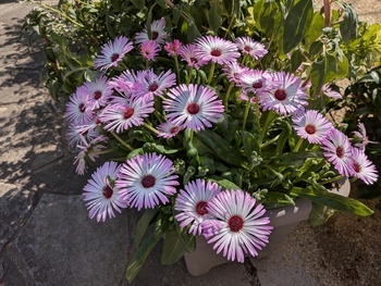 花2