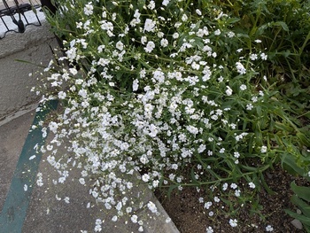 花4
