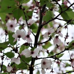 桜の花