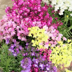 色とりどりの花