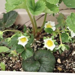 苺の花