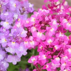 紫とピンクの花
