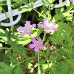 園庭の片隅に咲く花