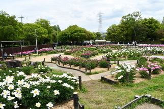 シャクヤク園全体の情景