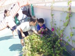 テラスで育てている朝顔を選んでいる子どもの写真