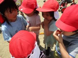 育てたいちごを収穫し匂いを嗅いでいる子どもたちの写真