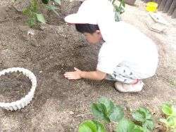 種を植えて土をならしている子どもの写真