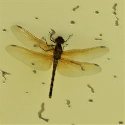 天井にとんぼ