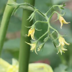 トマトの花