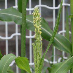 トウモロコシの花