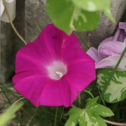 朝顔が咲いた