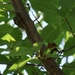 桜の木にとまるセミ