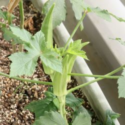 オクラ