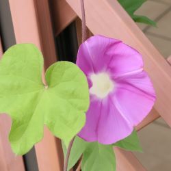 朝顔の花