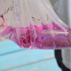 朝顔の花の色水