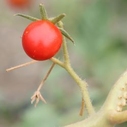 トマトの実