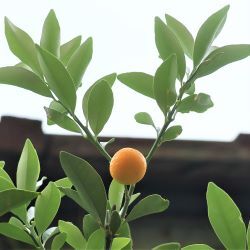 キンカンの実