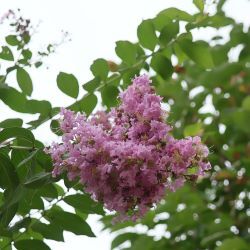 サルスベリの花
