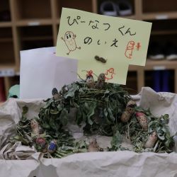 落花生のおうち