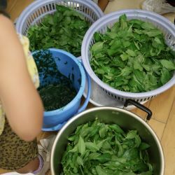 藍の葉を収穫