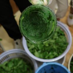 藍の葉をミキサーでドロドロの染め液に