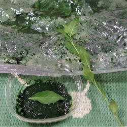 染め液を大きなジップロックに入れて藍染