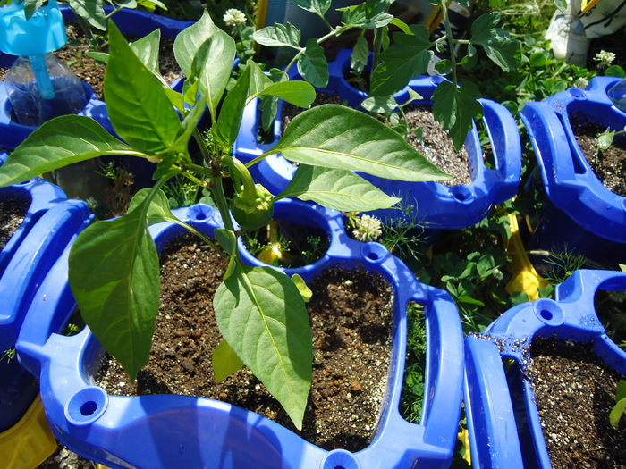 2年生、夏の野菜を育てています!