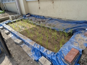 ミニ水田　田植え完了