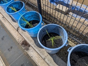 バケツ水田　田植え完了