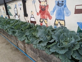 栽培中のキャベツ
