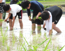 田植えの様子1