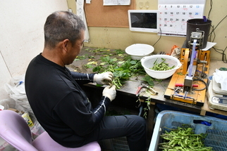 えだまめの剪定を行う農家の西山さん