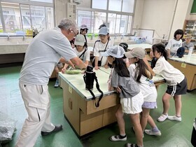 収穫したトウモロコシをラップで包む