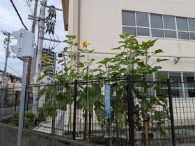 大きなひまわり