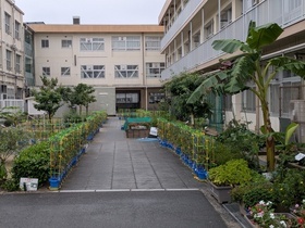 中庭のバナナ