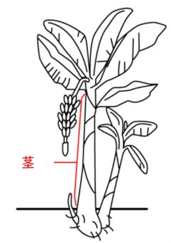 バナナの図