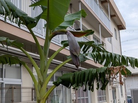 バナナの花が出てきた