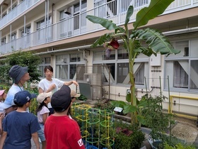青空教室でバナナハートを観察