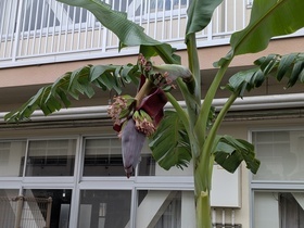 バナナハートが開きだした