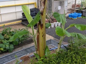 バナナのわき芽