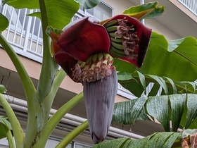 つぼみの株の近くの雌花が咲きだした