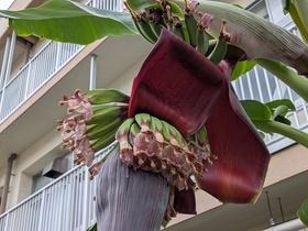 つぼみの中間にある両性花が咲きだした