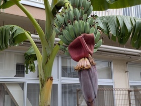 先端近くの雄花が咲きだした