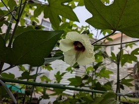 わたの花