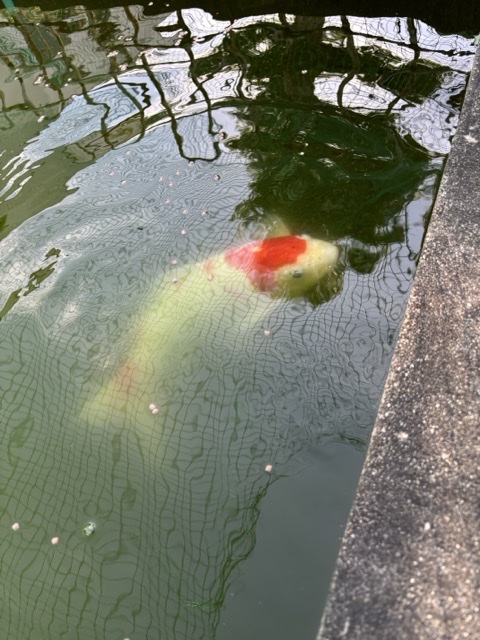 鯉の画像1