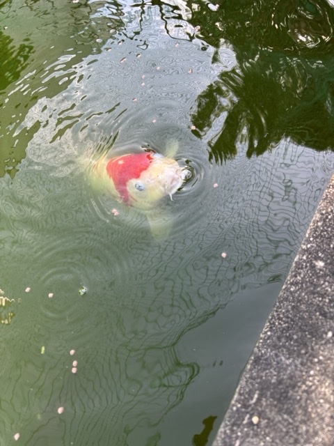 鯉の画像
