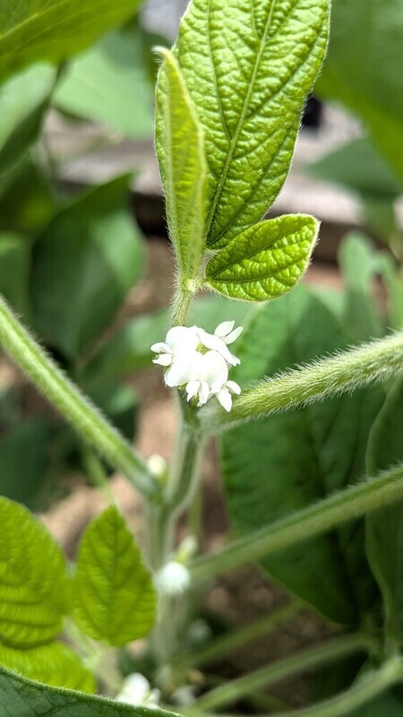 えだまめの花