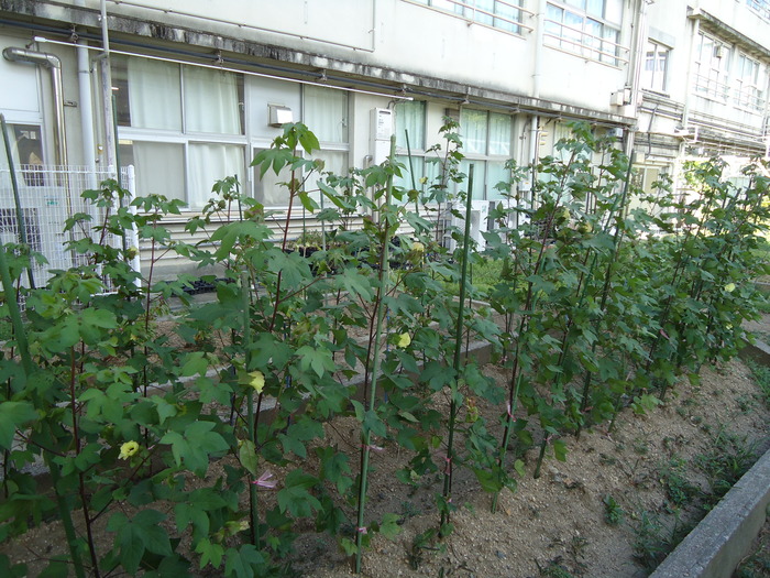 河内木綿