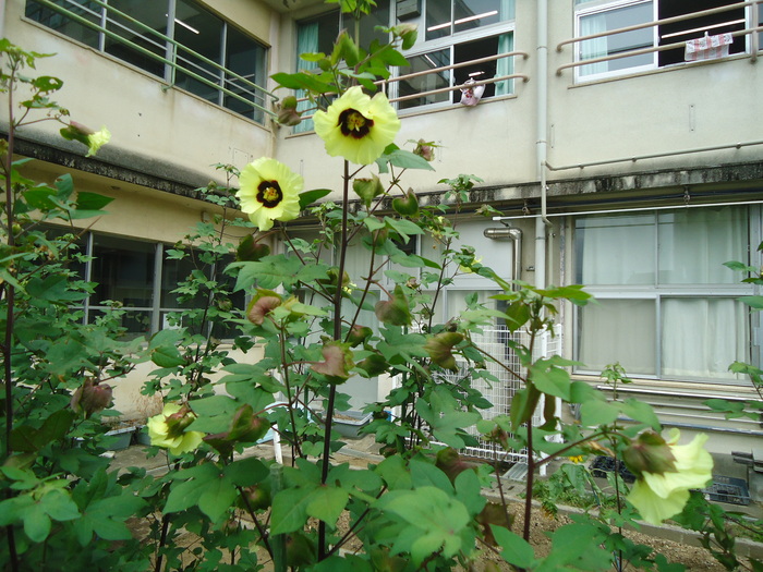 河内木綿