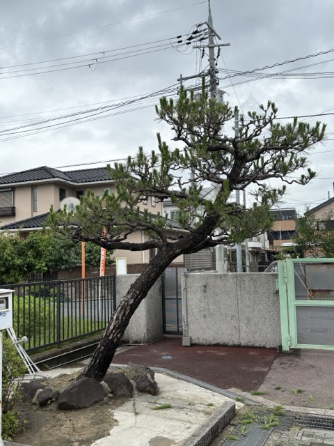 門松ビフォー